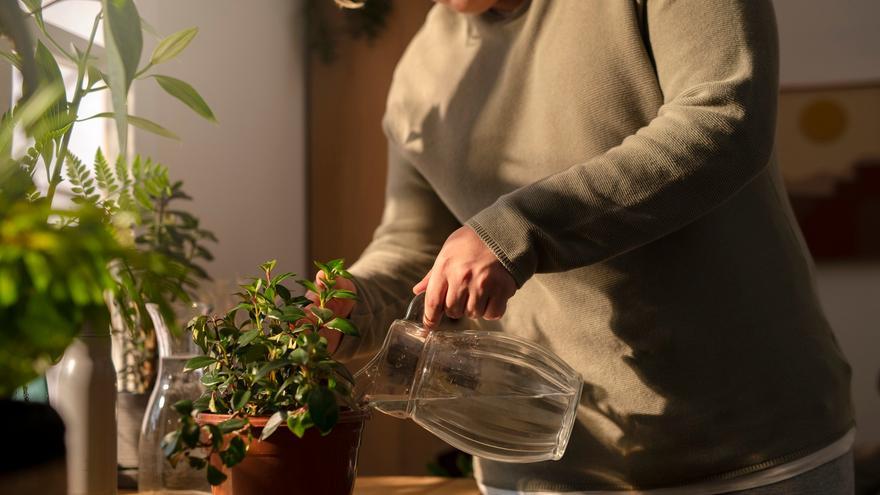El método para regar las plantas en vacaciones sin pasar por casa: resultados garantizados