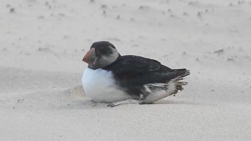 Aparecen alrededor de 500 frailecillos, la mayoría muertos, en la costa vasca