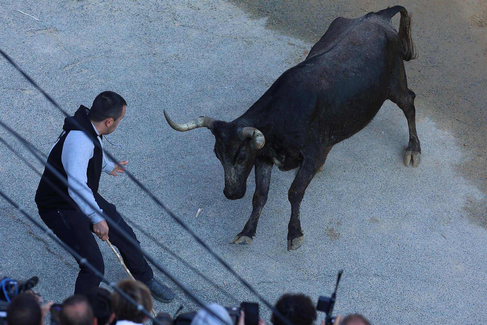 Fotos del último encierro del Pilón de Falces 2025