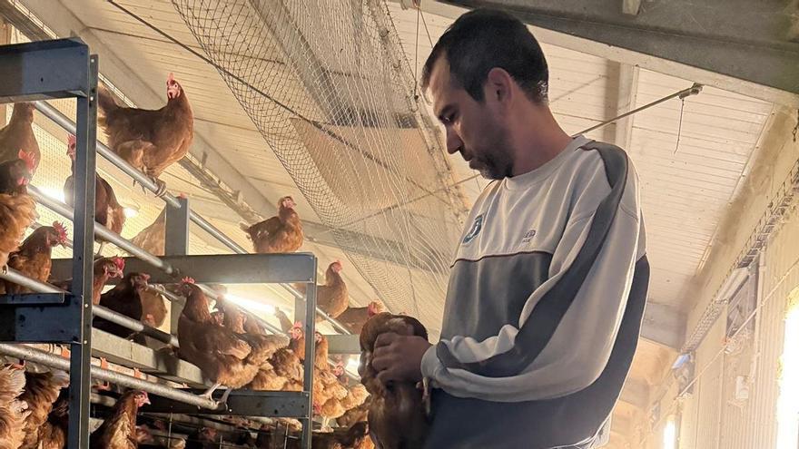 &quot;El confinamiento puede reducir hasta en un 20% la puesta de huevos&quot;