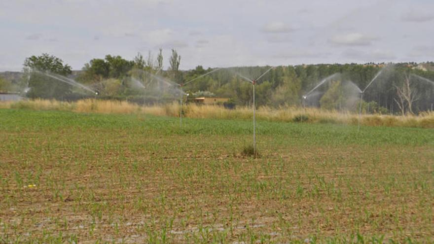 Riego en uno de los campos de Funes, ayer con agua del Canal.