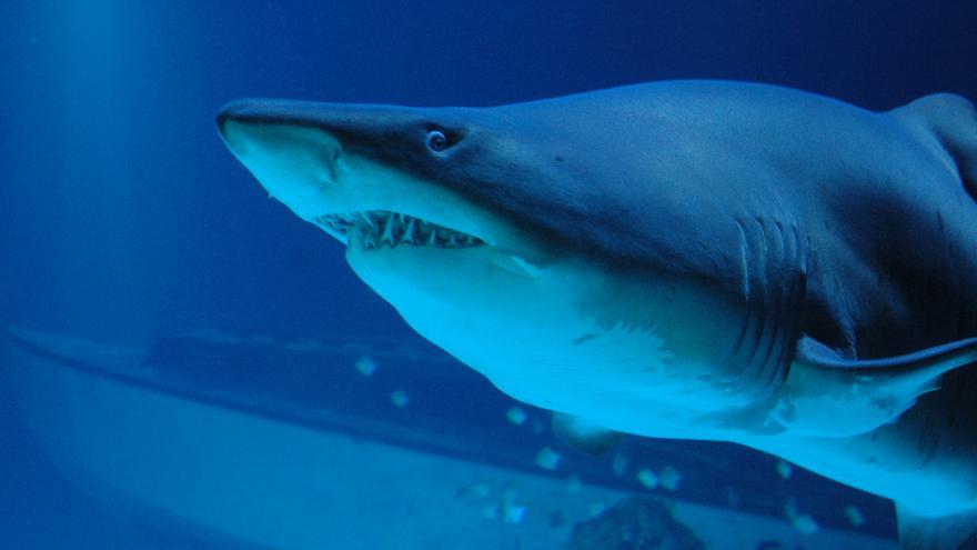 Un turista español pierde una pierna tras ser atacado por un tiburón durante su luna de miel en Maldivas