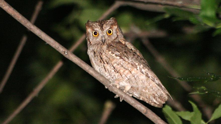 Vitoria consolida su red de aves rapaces nocturnas