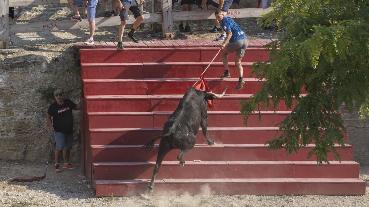 Una vaca sube las escaleras colocadas en El Estrecho siguiendo el cite de un mozo.
