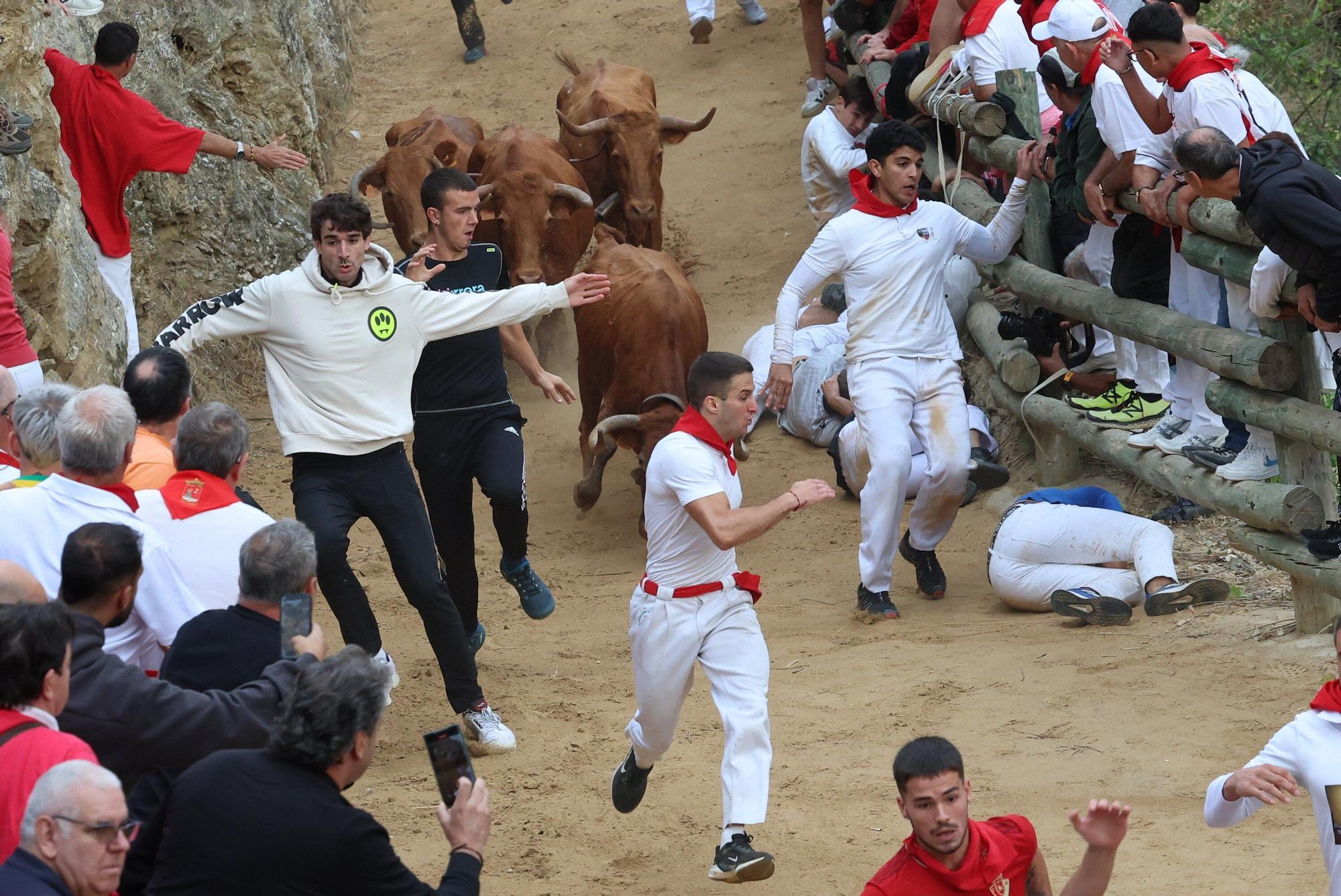 Fotos del sexto encierro del Pilón de Falces 2025, con vacas de Hípica Zahorí