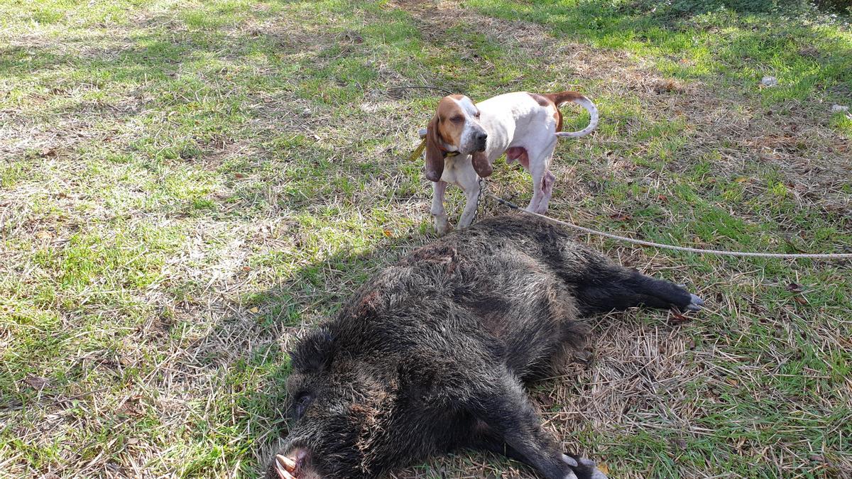 Una sabueso, con un jabalí abatido.