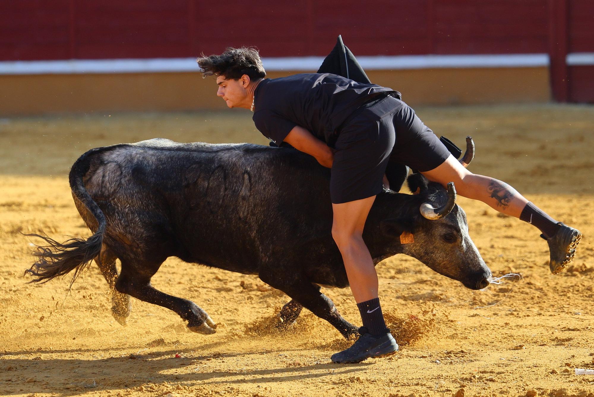 Revolcón de un mozo en las vaquillas de Tudela