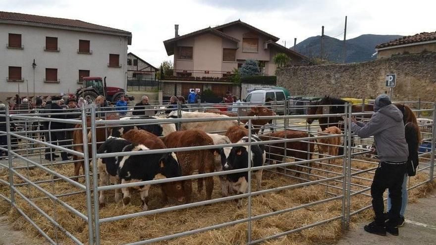 Ganado en una anterior edición de la feria de San Martín de Campezo