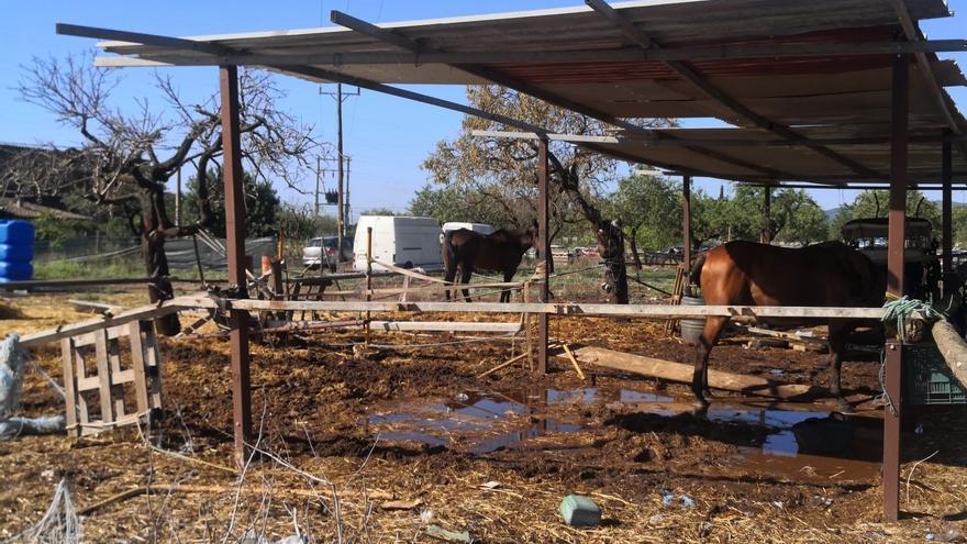 Fallece un hombre de 54 años al ser golpeado por un caballo mientras trabajaba en una hacienda de Sevilla