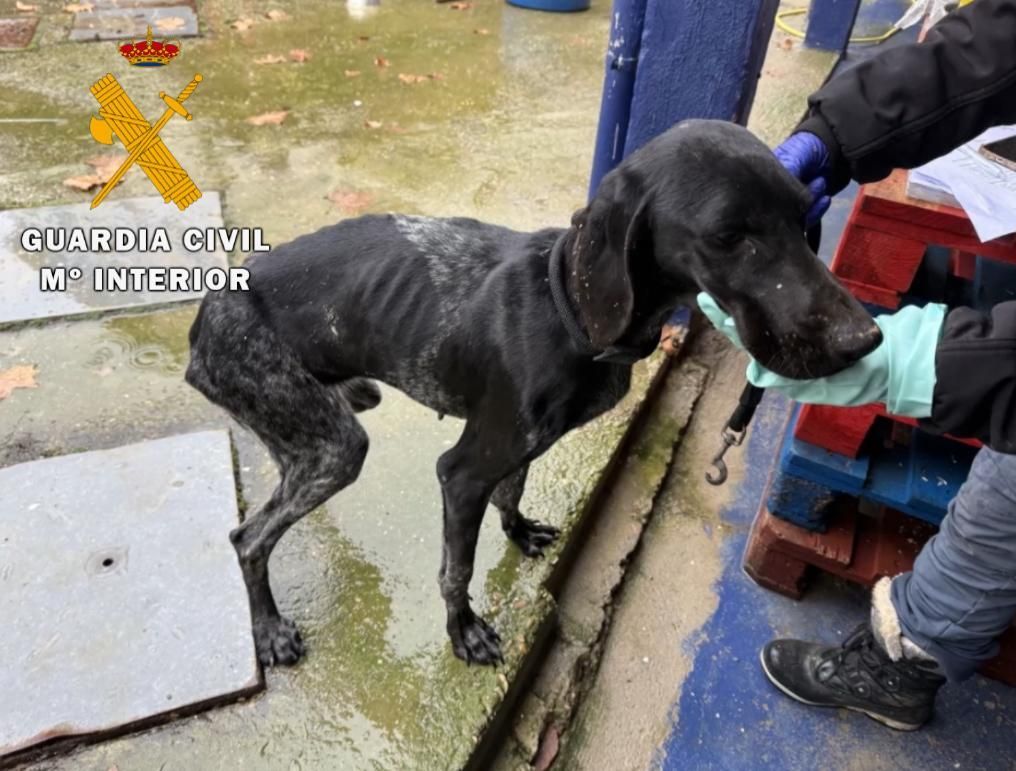 Maltrato animal en Nafarroa: un perro muerto y otros 23 en condiciones deplorables