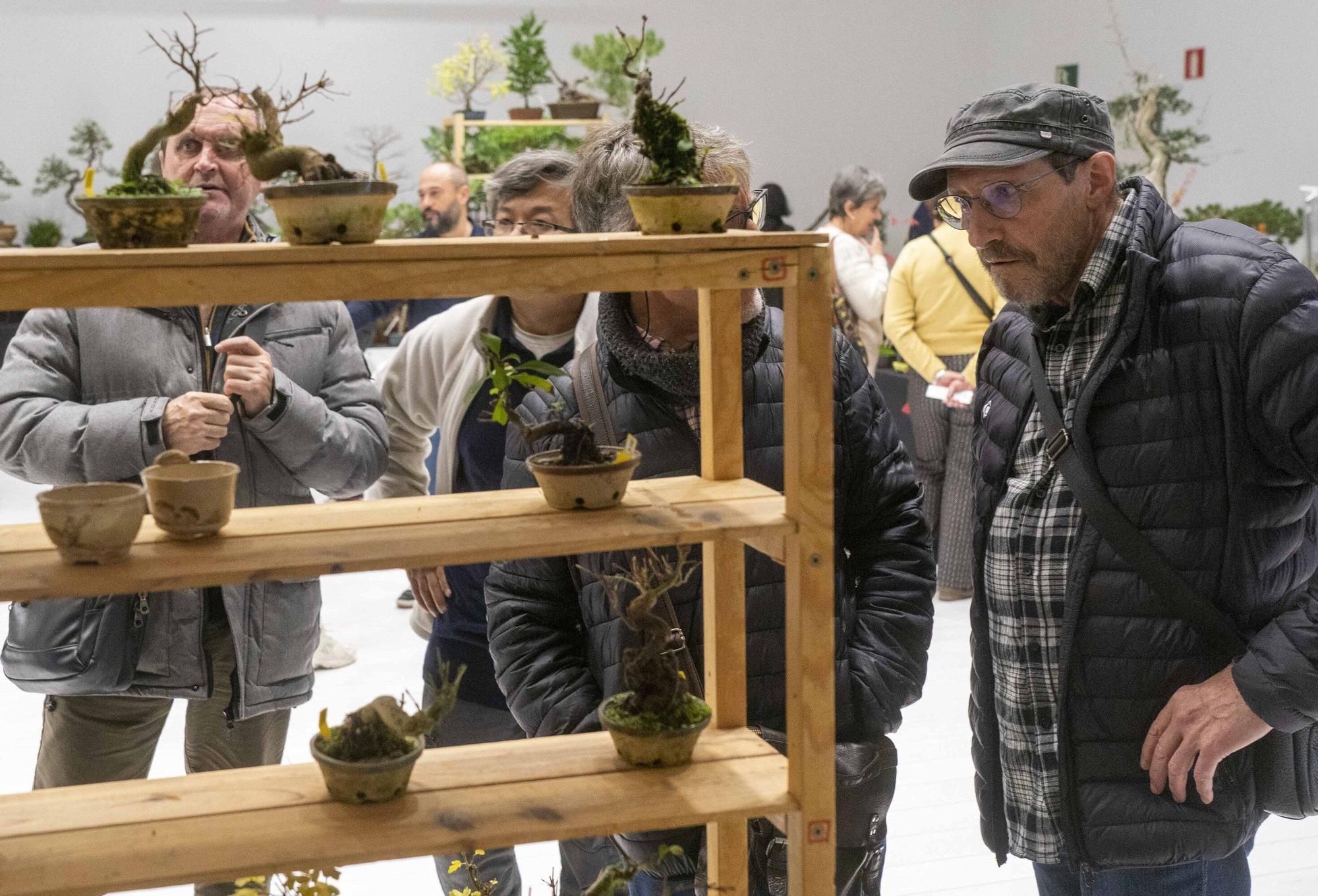 En imágenes: El arte del bonsái llega a Vitoria-Gasteiz