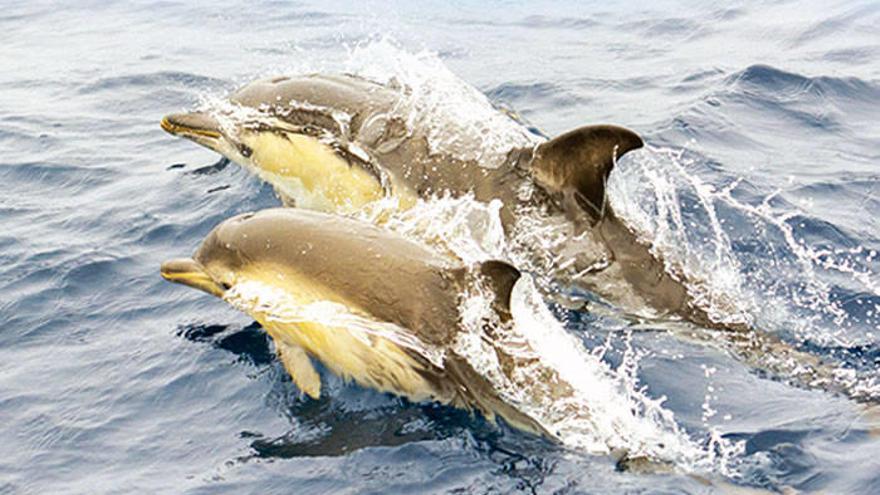 Cientos de delfines frente a Matxitxako