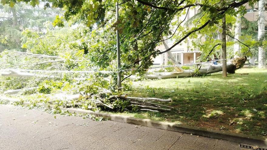 Revisión "exhaustiva" del arbolado tras la caída de un chopo en el entorno de la calle Bartolomé de Carranza