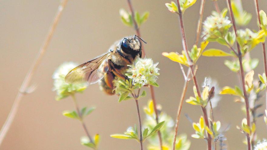 La publicación “primavera  silenciosa” sigue vigente