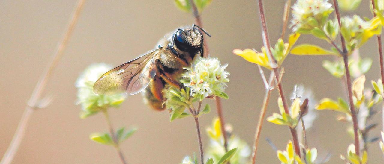 La publicación “primavera  silenciosa” sigue vigente