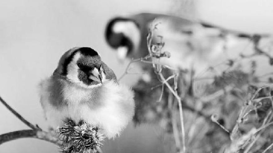 La captura de aves fringílidas será sometida de nuevo a debate.