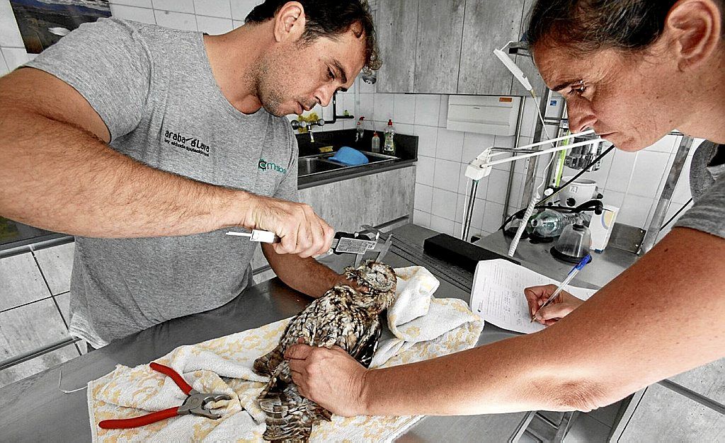 Foto archivo: Mártioda cura al 67% de los 814 animales heridos ingresados