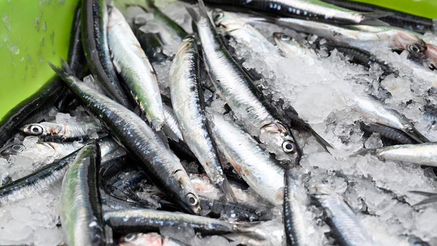 Llegan las primeras anchoas a las cofradías de Gipuzkoa