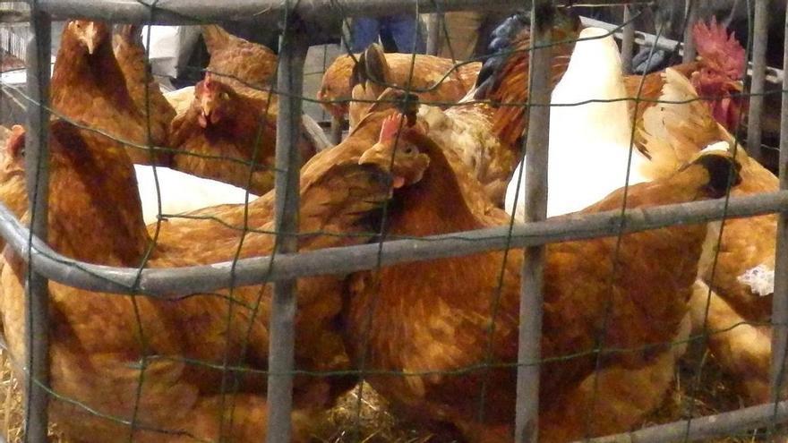 Aierdi indica que no se han detectado casos de gripe aviar en granjas de Navarra, pero sí en aves silvestres