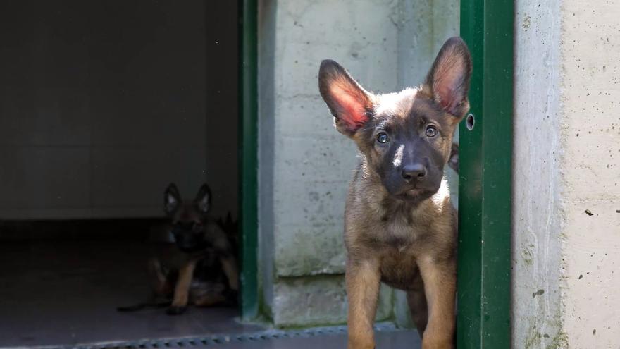 El Centro de Atención de Animales de Pamplona ha recogido en lo que va de año más de 210 perros y gatos