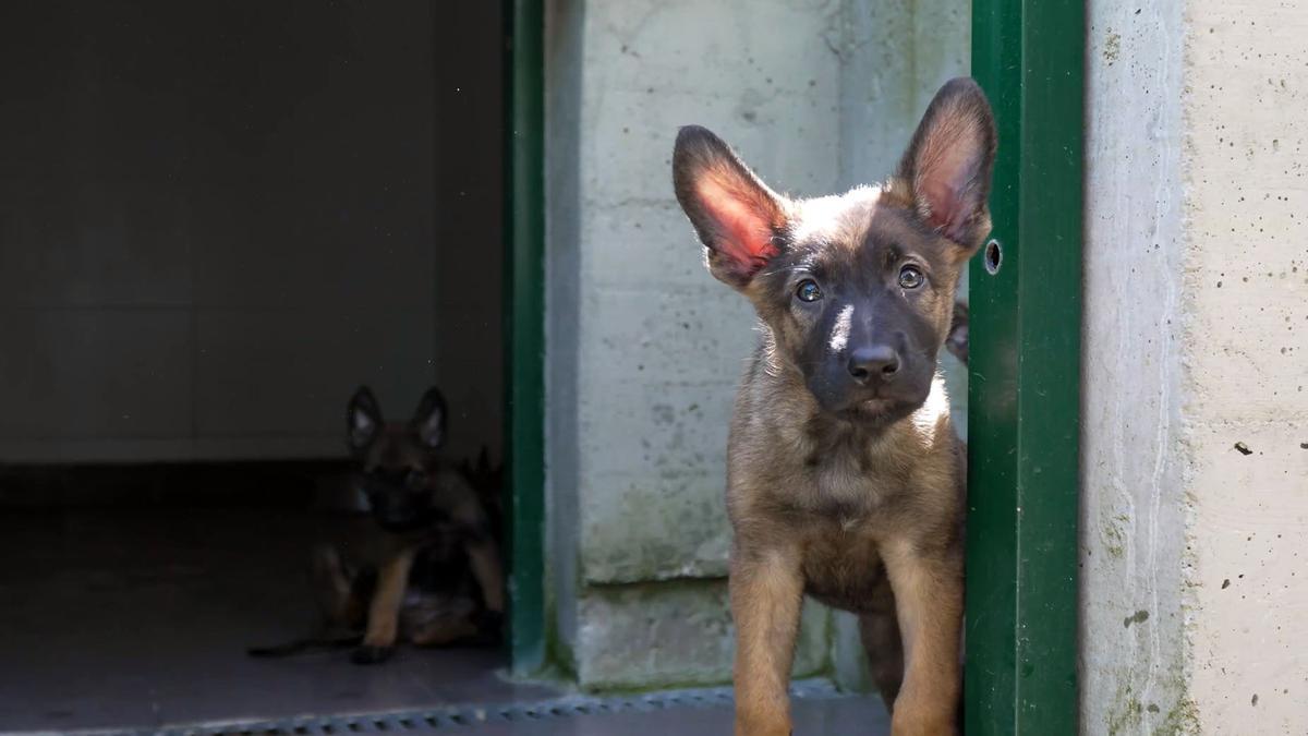 Uno de los perros del Centro de Animales.