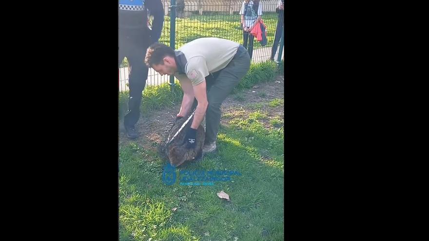 Rescatado un castor herido en un pipicán de Iruñea