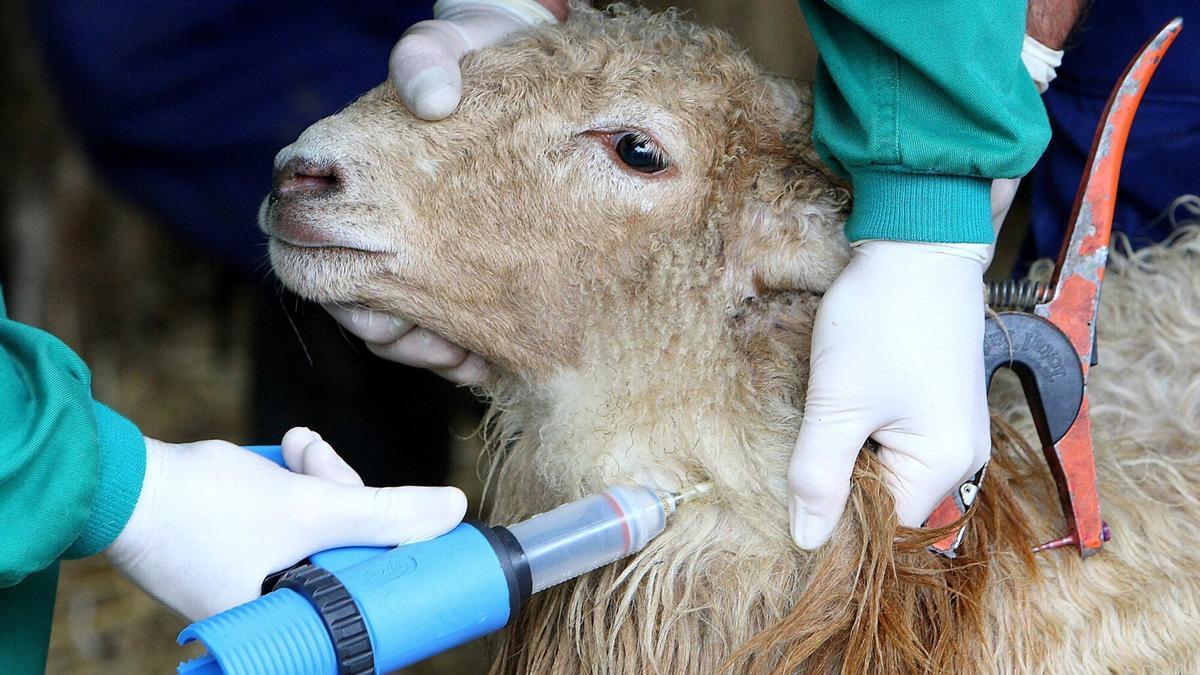 Veterinarios vacunan a un animal contra la enfermedad.