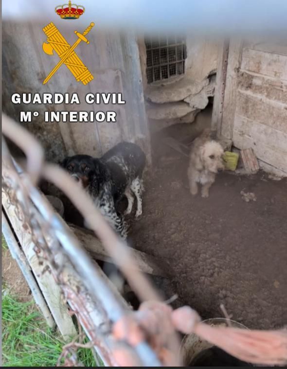 Maltrato animal en Nafarroa: un perro muerto y otros 23 en condiciones deplorables