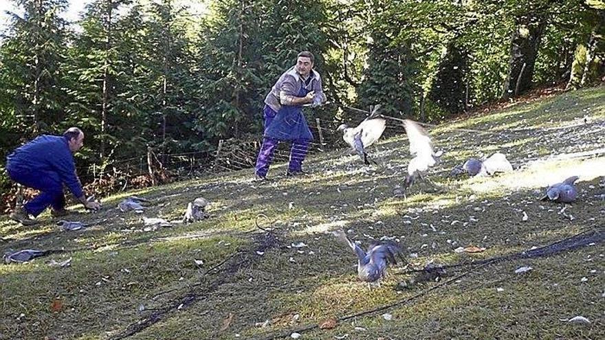Palomeros, en las redes de Etxalar.