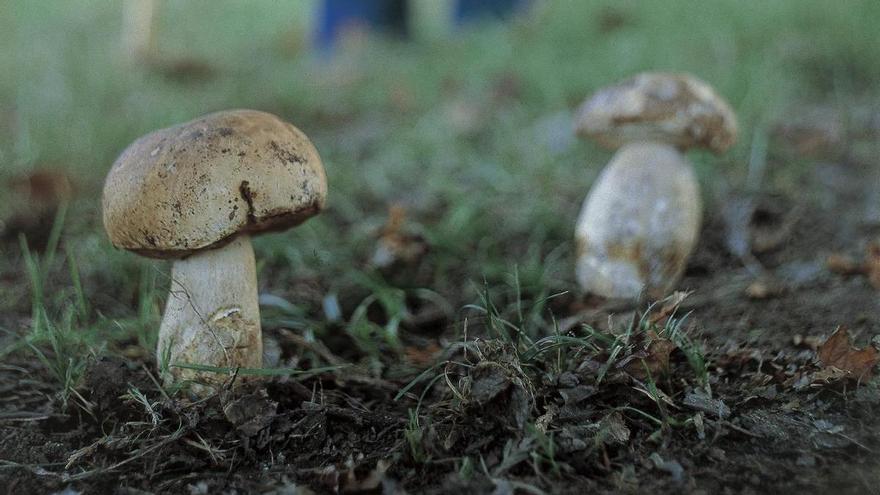 A setas y hongos con Porsche a Antoñana