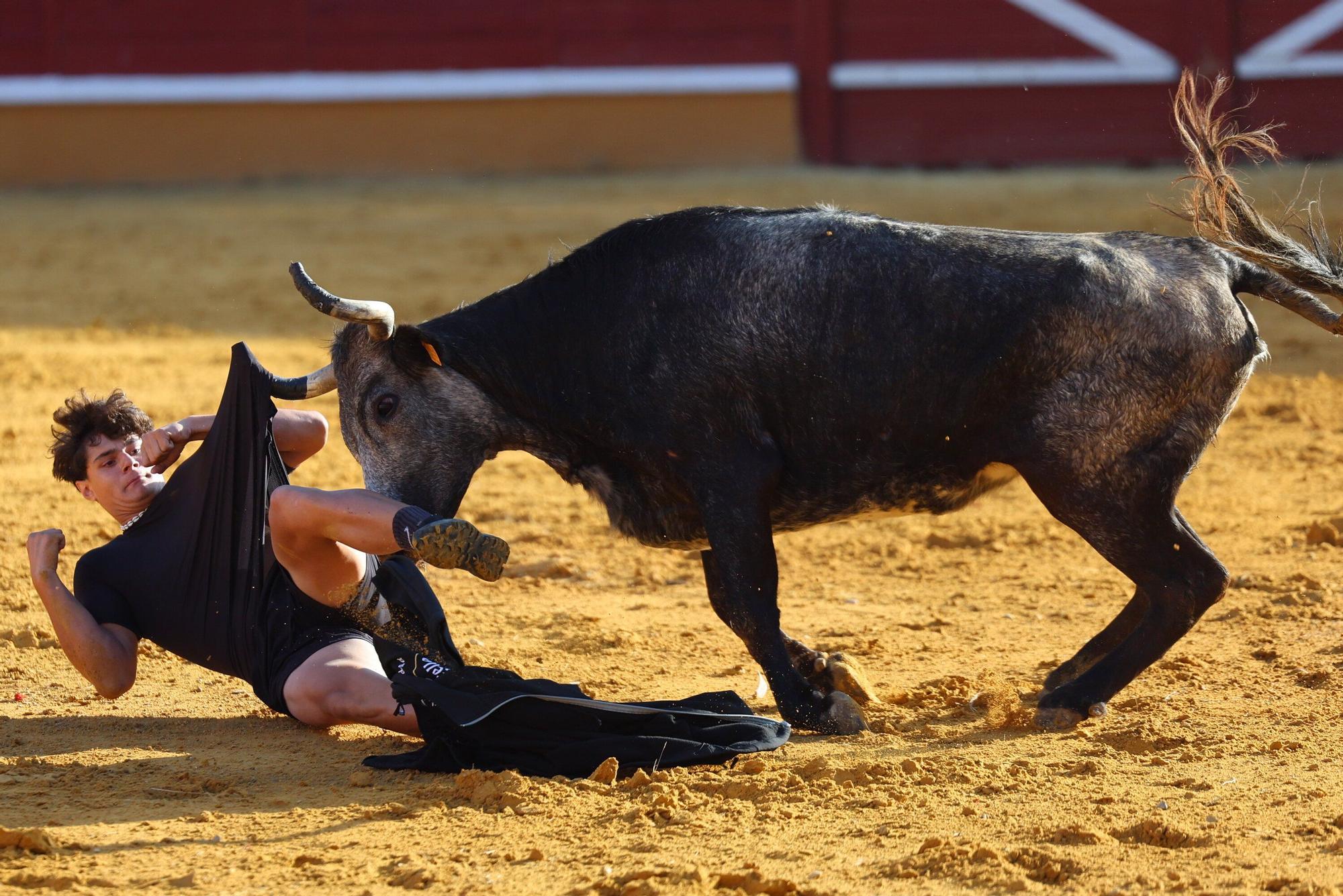 Revolcón de un mozo en las vaquillas de Tudela
