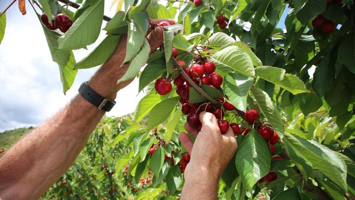 Un agricultor recogiendo cerezas