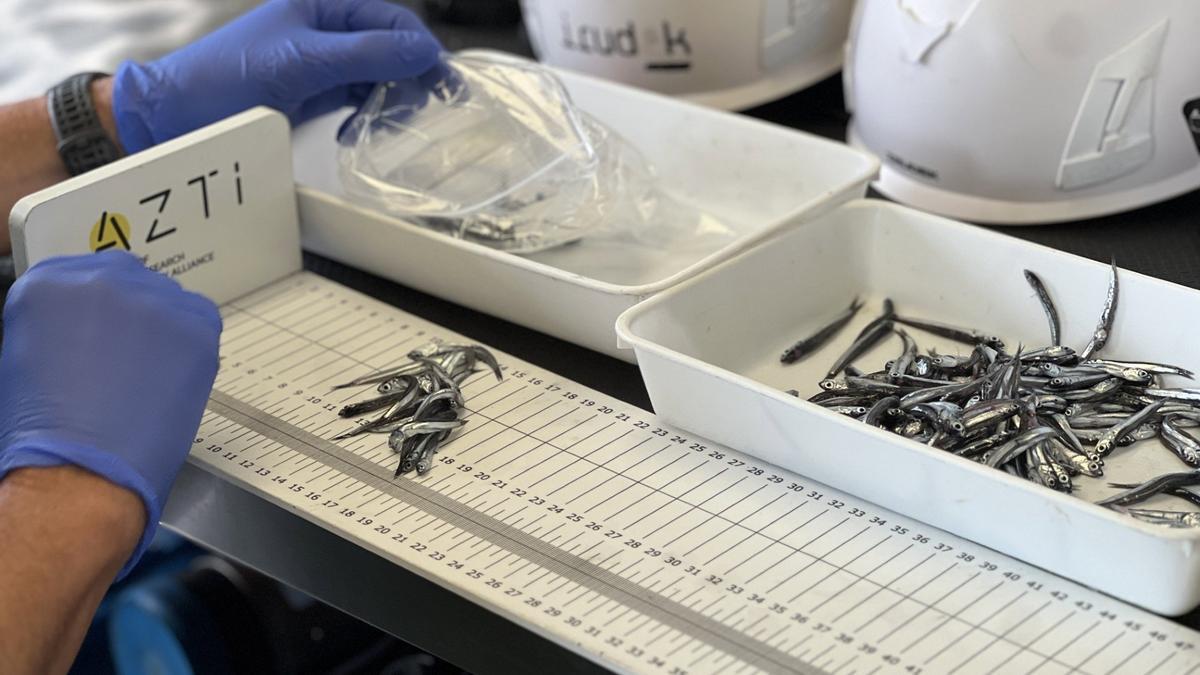 Antxoa gaztea ugaritu egin da Bizkaiko Golkoan eta batez besteko historikoa bikoiztu du.