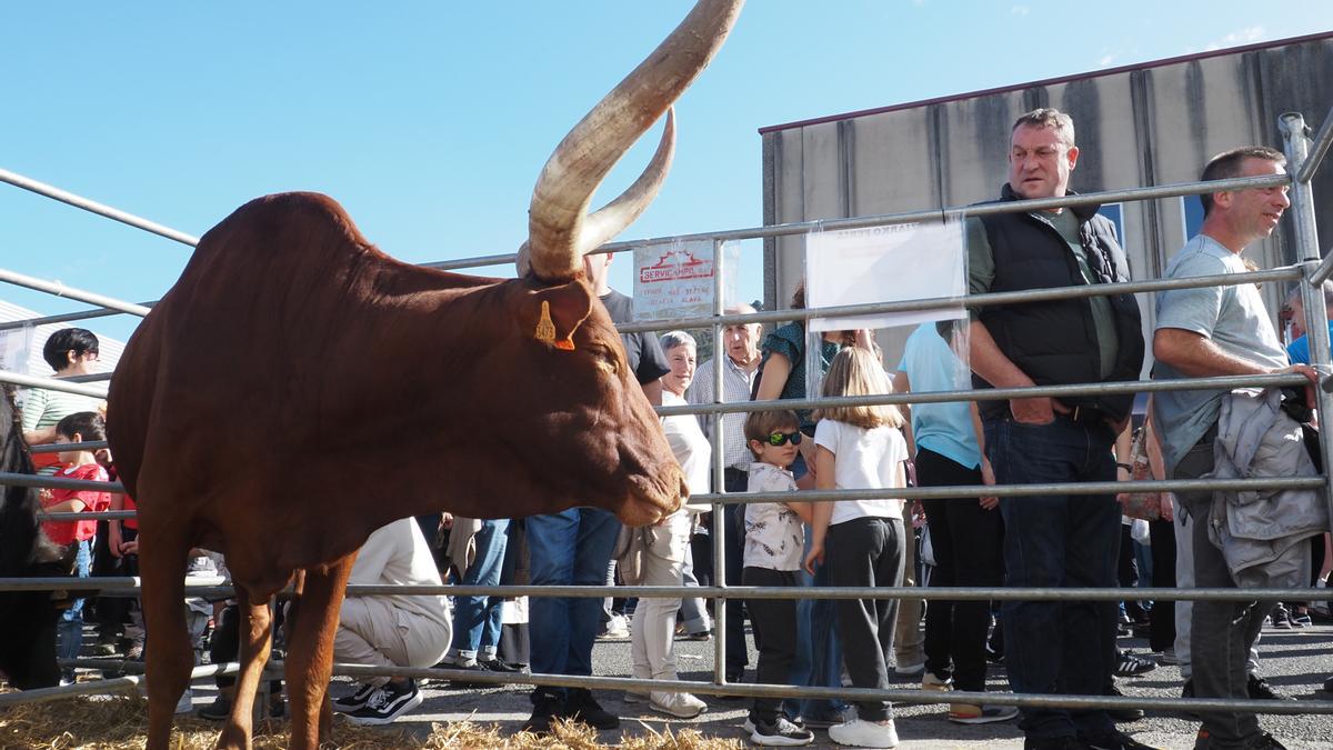 La feria muestra cada año ejemplares de animales verdaderamente curiosos que llaman la atención de quienes acuden a Itziar.