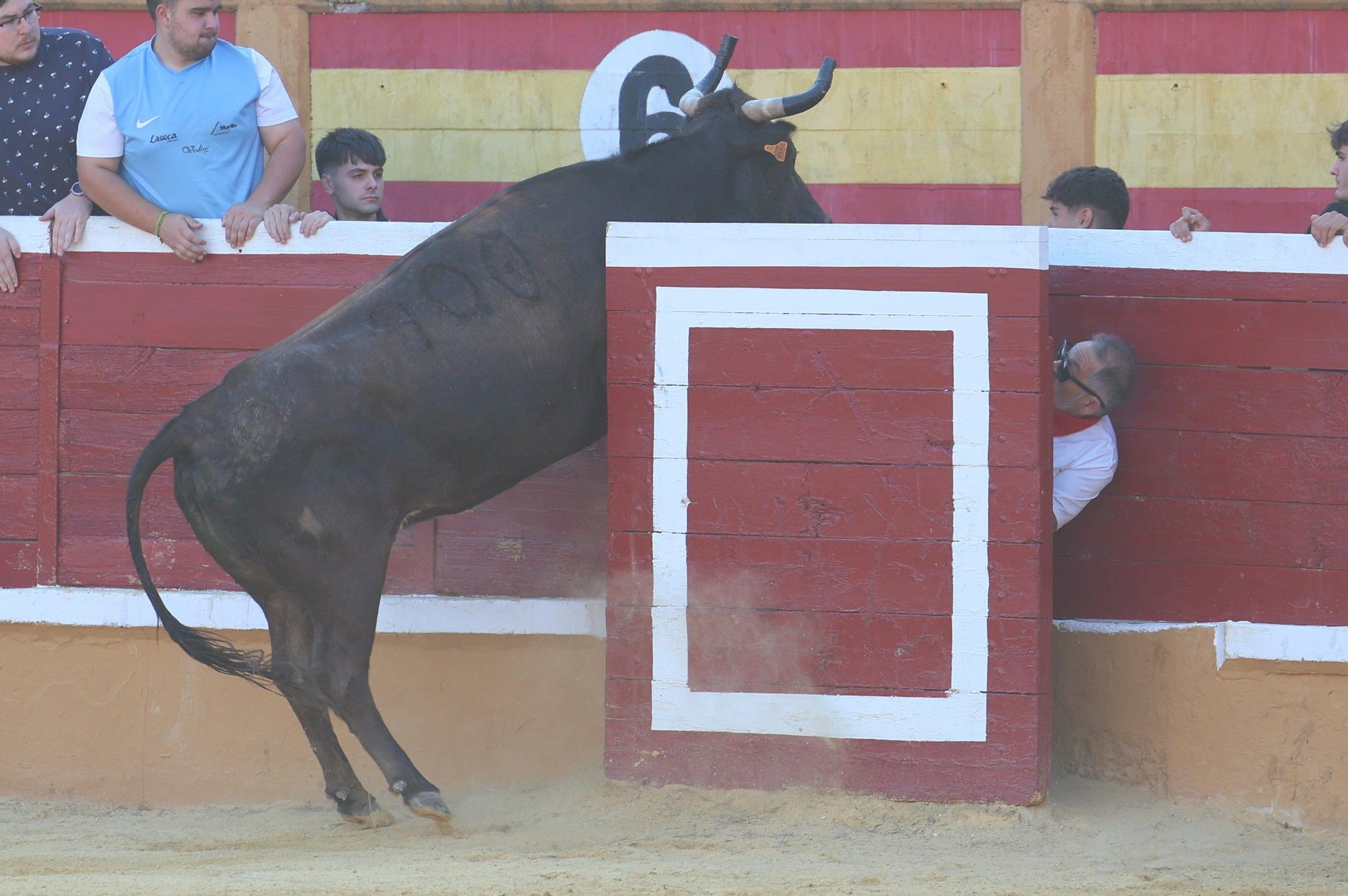 Revolcón de un mozo en las vaquillas de Tudela
