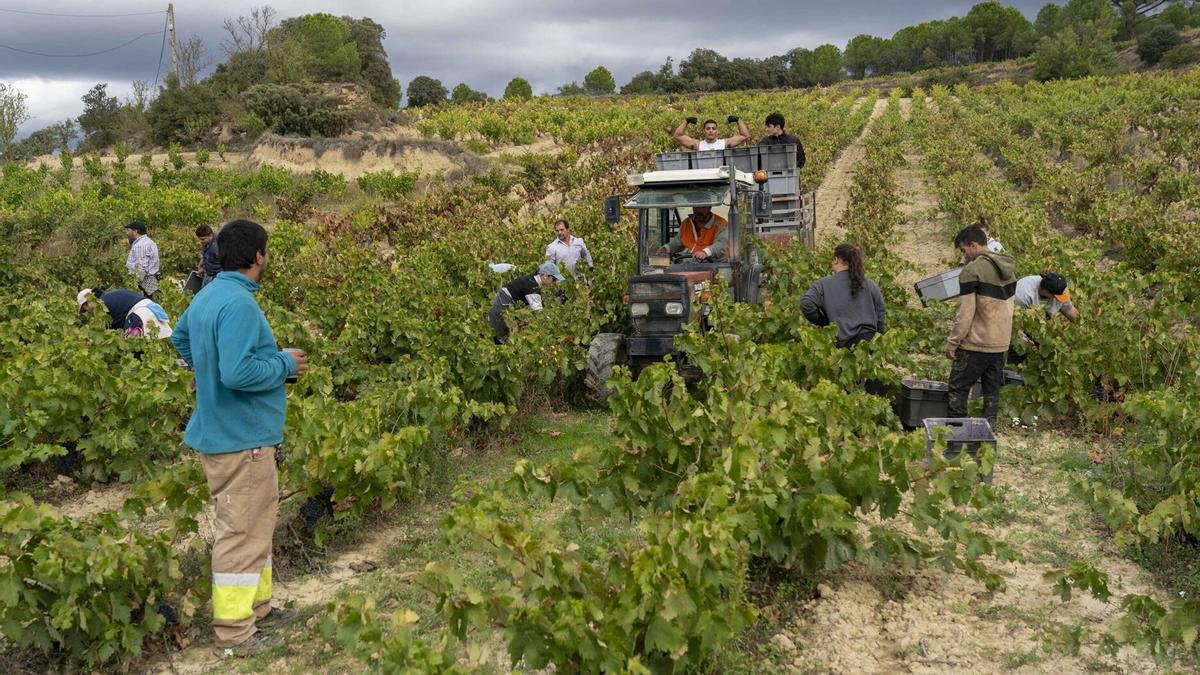 Varios trabajadores se afanan en la recogida de uvas en un viñedo de Rioja Alavesa durante la pasada campaña de la vendimia. Este año, se acercan ya las fechas para el inicio de la cosecha agrícola.  | FOTO: DNA