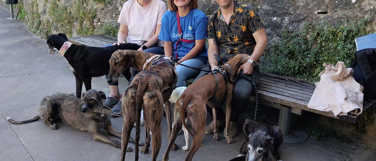 Acoge o adopta un galgo