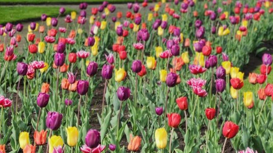 El Ayuntamiento de Pamplona se suma al festival sobre jardinería sostenible ‘Aoiz en flor’