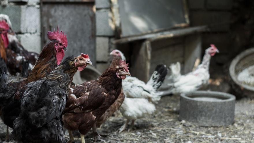 El Gobierno central levanta el confinamiento de las aves de corral ante la remisión de la gripe aviar