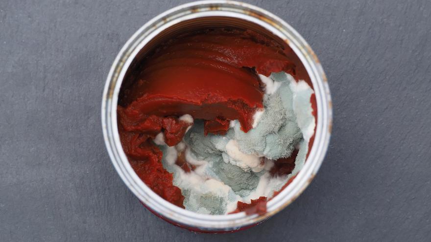 ¡No los tires!: estos son los alimentos que puedes comer aunque tengan moho, según la OCU