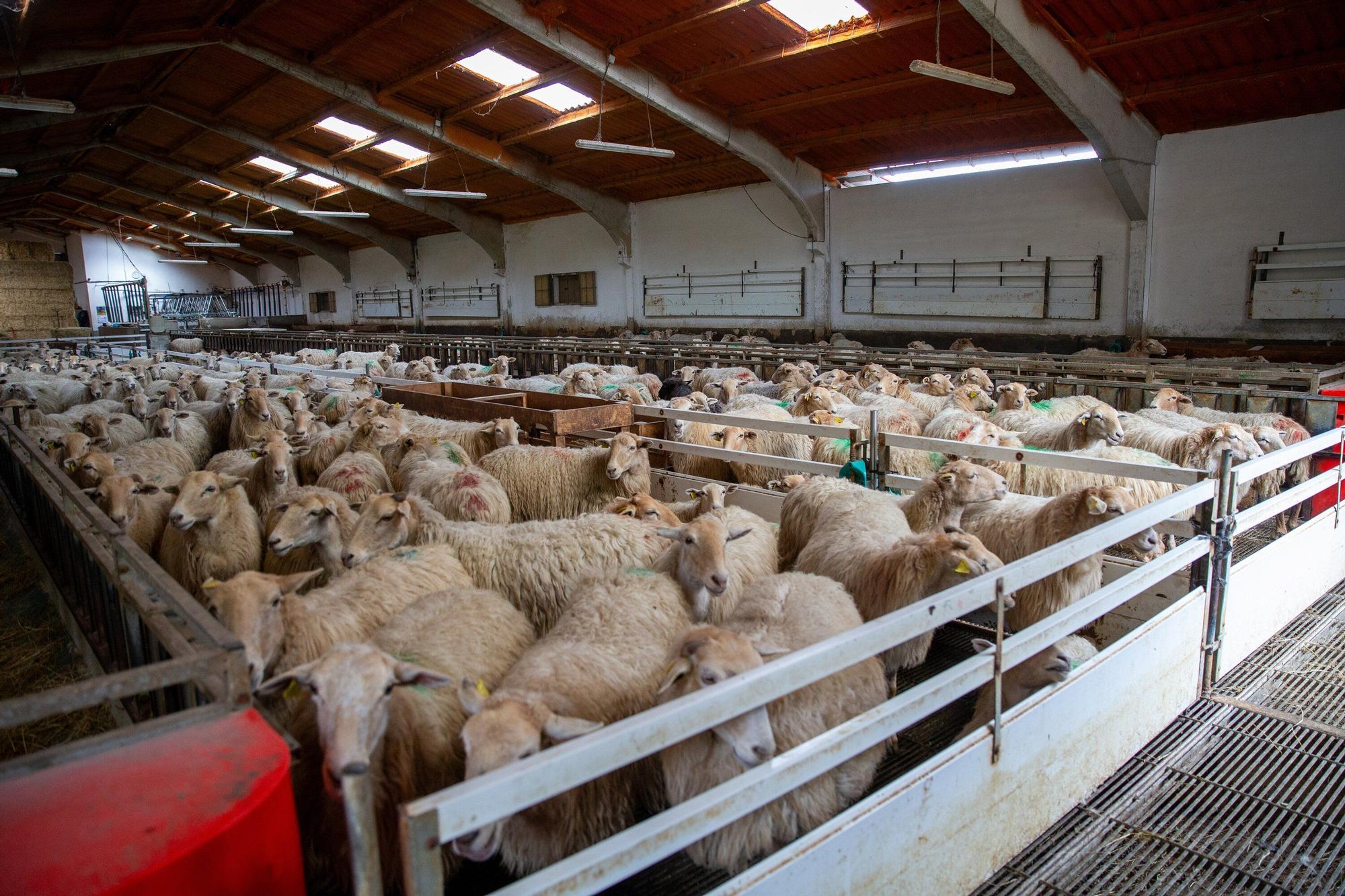 Fotos de la visita a la explotación ganadera de un joven que acaba de instalarse en Gaintza, en el valle de Araitz