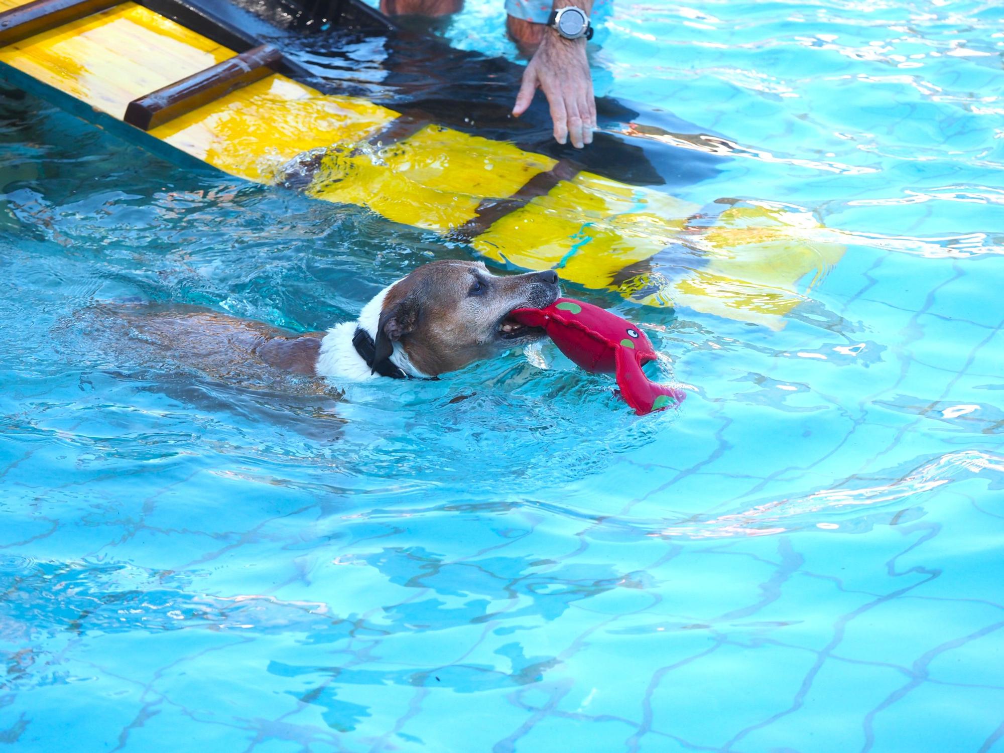 Las piscinas de Eibar han sido coto privado para los perros