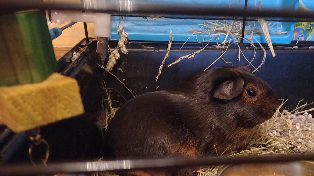 Imagen de archivo de una cobaya, animal de compañía en muchos hogares.