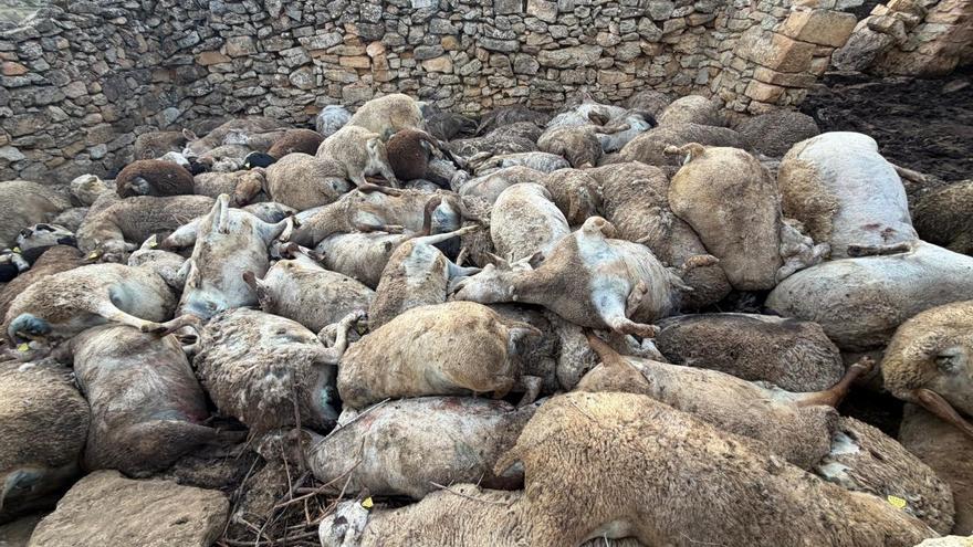 Mueren más de 100 ovejas por 'un ataque de pánico' en una granja de Valencia