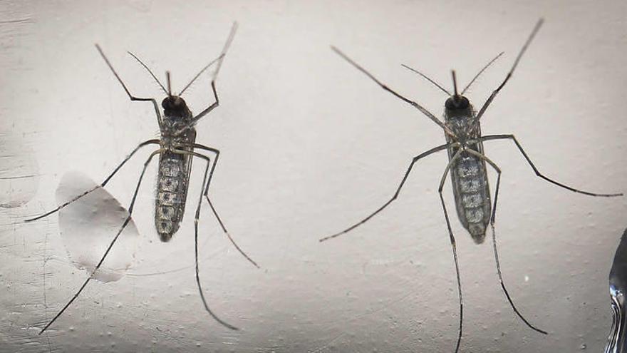 Mosquito ‘Aedes aegypti’, transmisor del zika, en un laboratorio.