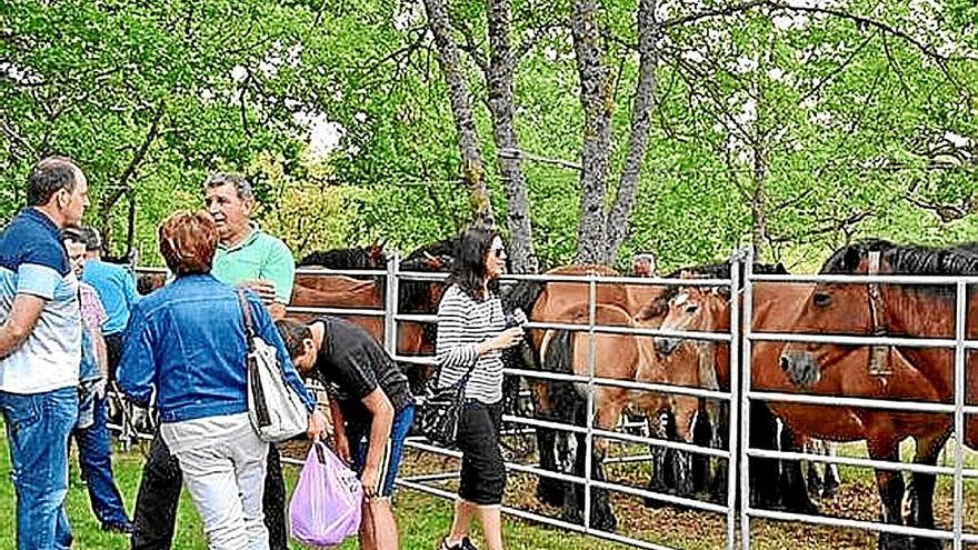 El pottoka, una raza del Paleolítico, toma el protagonismo en Zigoitia