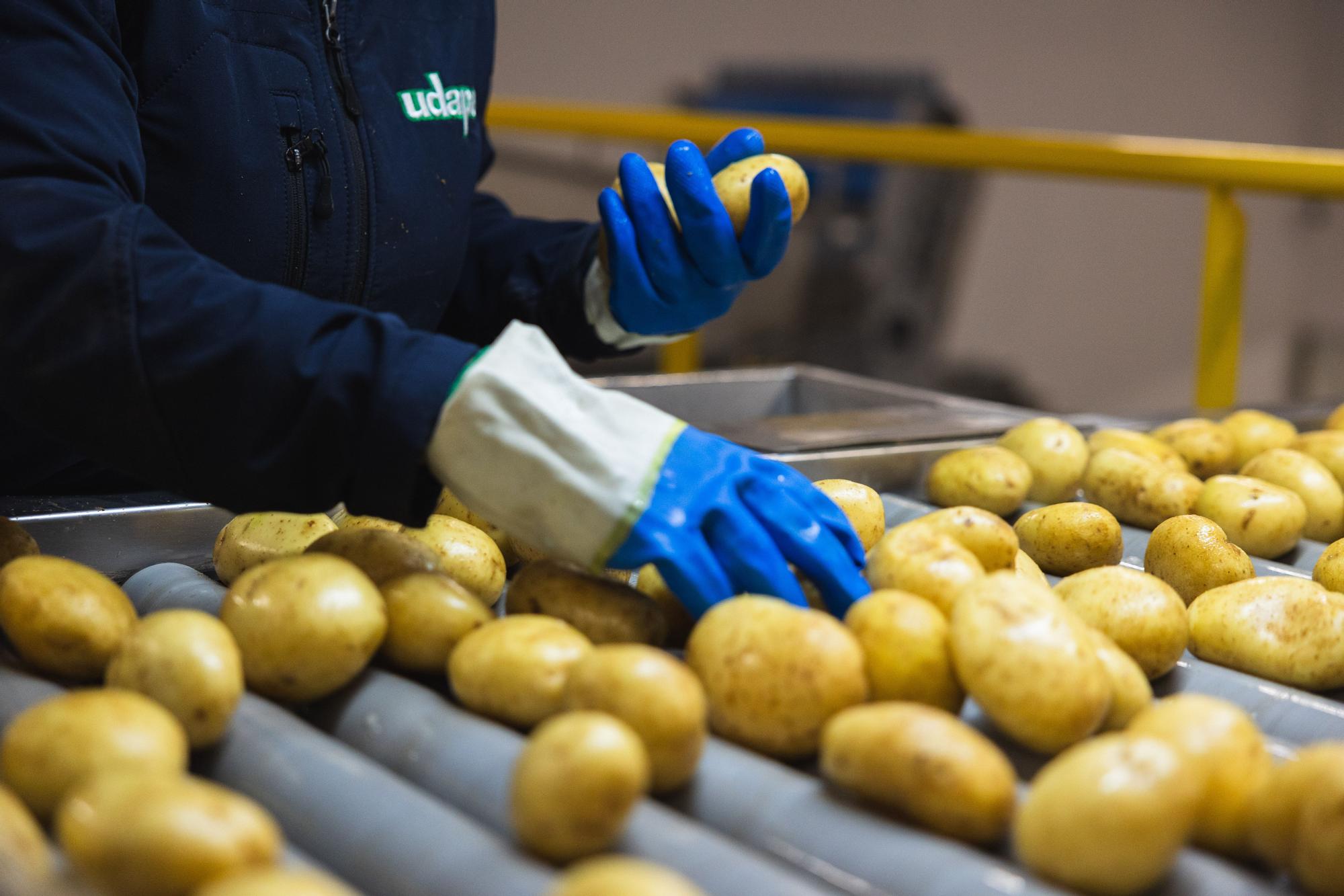Operaria seleccionando patatas.jpg
