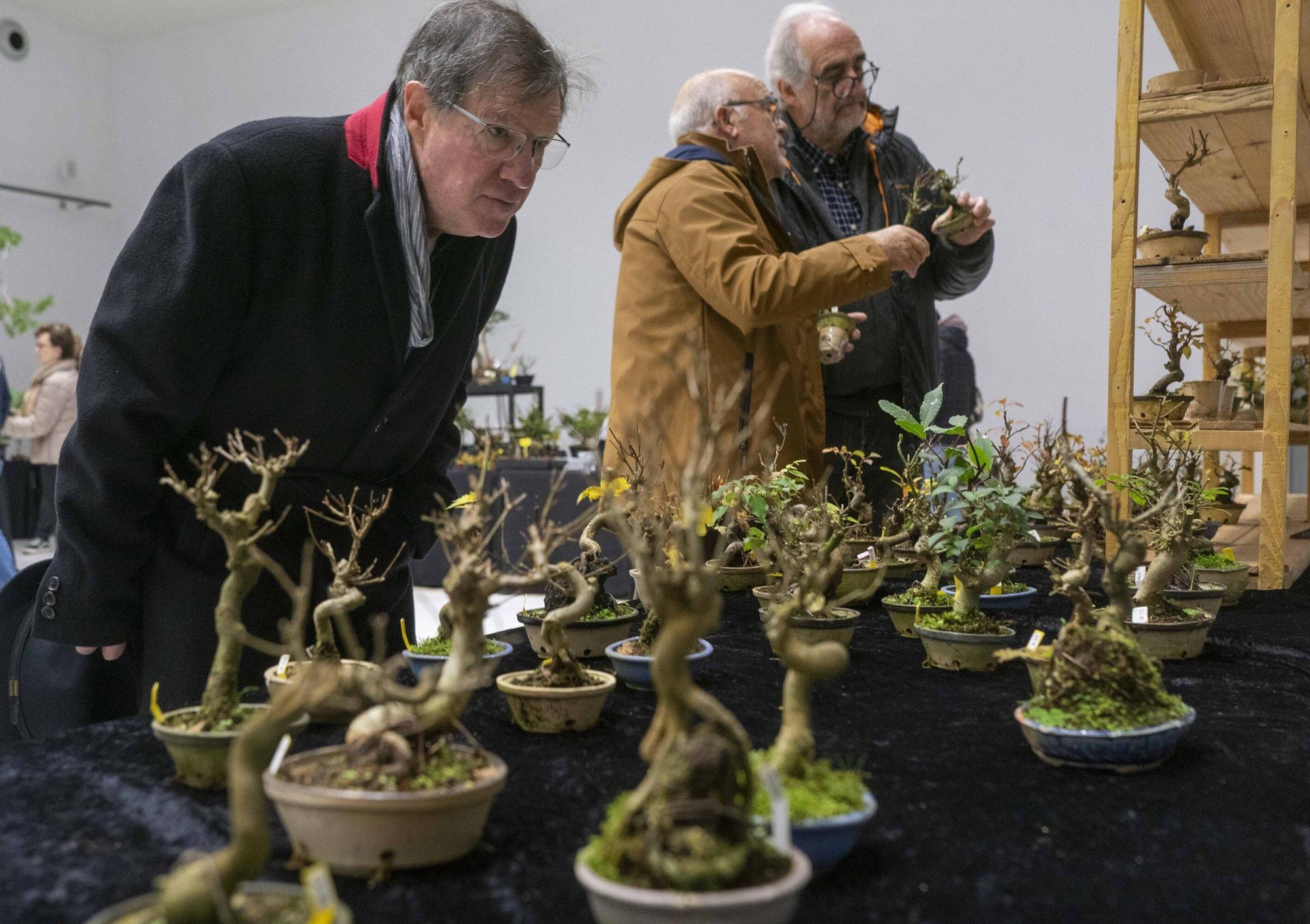 En imágenes: El arte del bonsái llega a Vitoria-Gasteiz