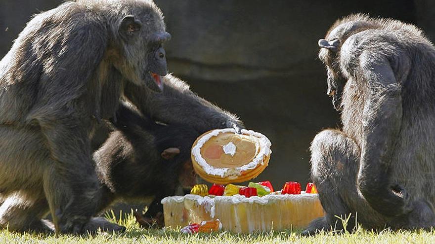 Dos chimpancés comiendo una tarta de fruta en un zoo.