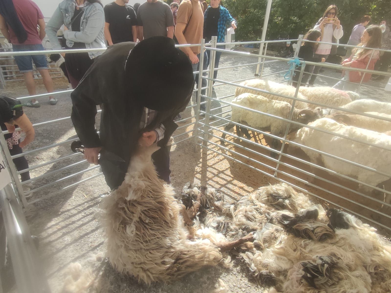 Fotos del Día del pastor en Améscoa